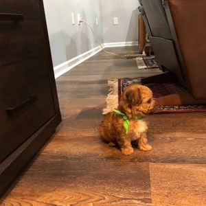 Meet your Posher, Sylvia